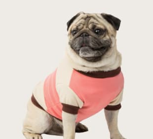 Cozy Socks & Paw Print Bandana